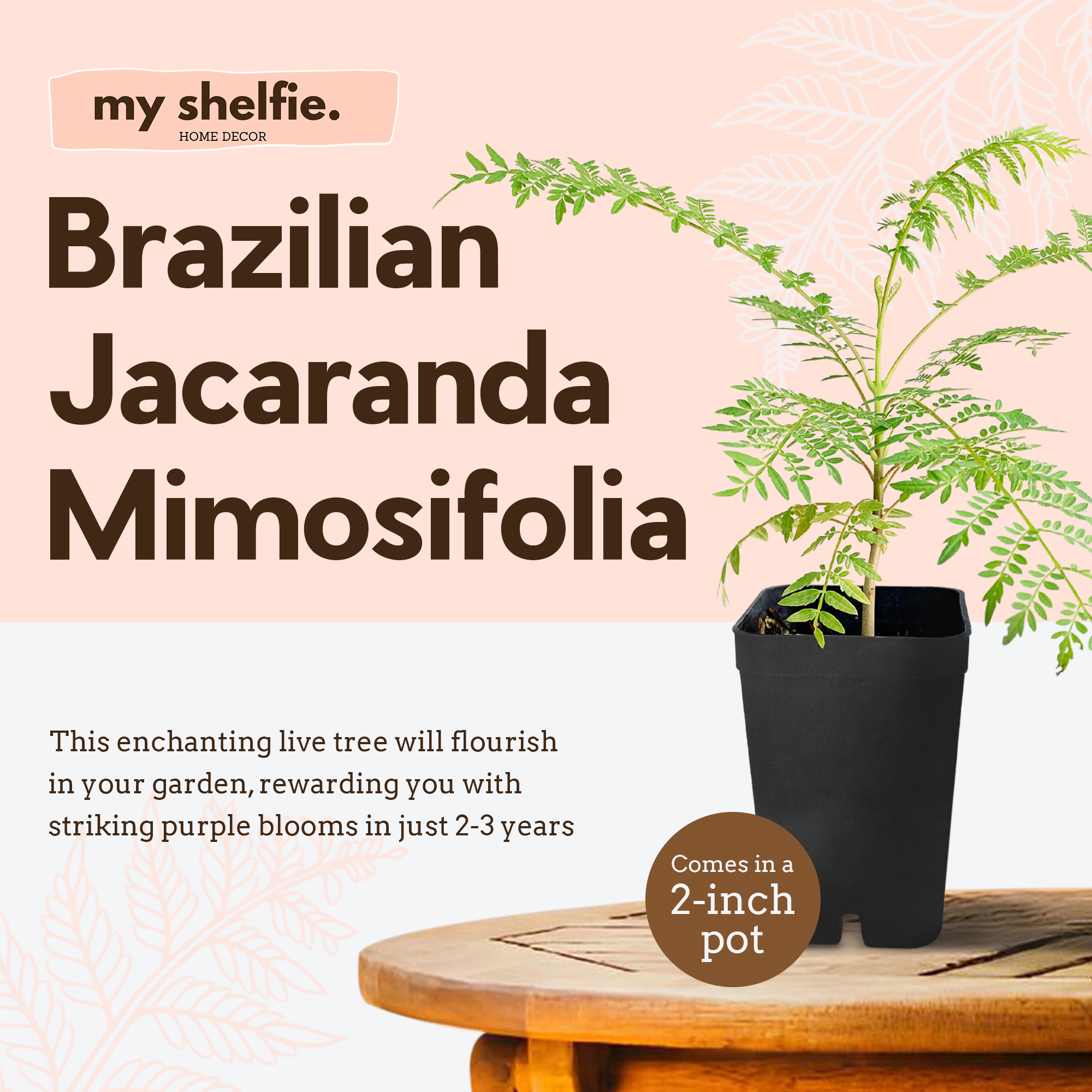 My Shelfie - Mini Jacaranda Tree, 3-4 Inch Tall Bonsai Tree in 2-Inch Pot, Trees Live Plants Outdoor Hardiness Zones 9-11, Bonsai Tree Live with Purple Flowers, 2-Pack