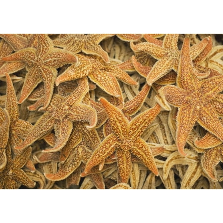 Dried Starfish On A Street Market In Hong Kong China Canvas Art - Philippe Widling  Design Pics (18 x