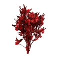 thumbnail image 1 of Ramo de flores secas Arreglos florales secos Decoración del hogar Ramo de tallos de plantas Rojo, 1 of 9