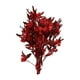 thumbnail image 1 of Ramo de flores secas Arreglos florales secos Decoración del hogar Ramo de tallos de plantas Rojo, 1 of 9