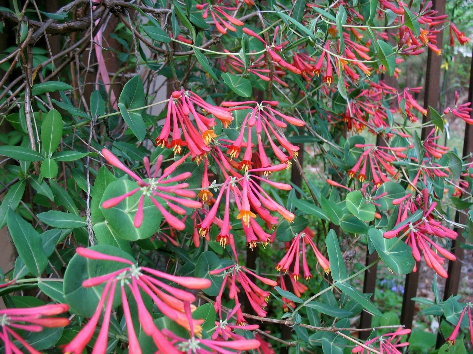Lonicera sempervirens 'Honey Coral' - Native Coral Honeysuckle - Live Starter Plant