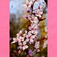 thumbnail image 2 of CafePress - Almond Blossoms In Spring - Cute Infant Bodysuit Baby Romper - Size Newborn - 24 Months, 2 of 3