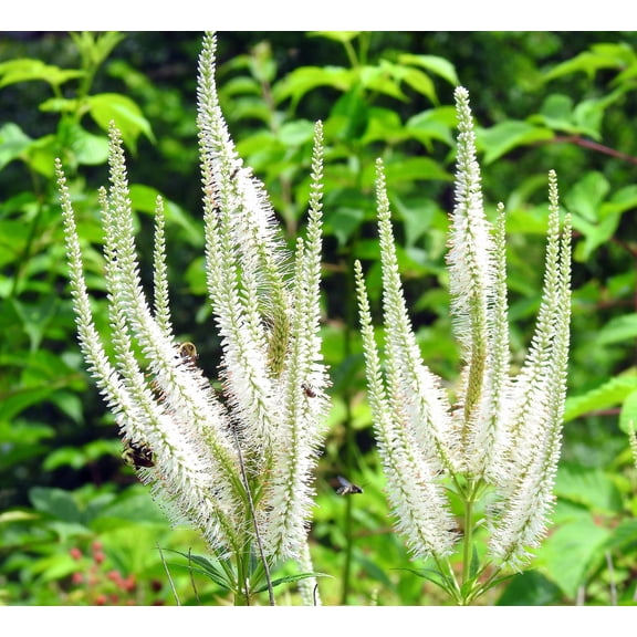 Culver's Root Veronicastrum virginicum Meadow Wildflowers Premium Seeds for Planting