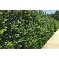 thumbnail image 2 of Needlepoint Holly  3 Extra Large 3 Gallon Plants  Ilex cornuta 'Needlepoint'  Lush Decorative Shrub  Perfect for Outdoor Landscaping, 2 of 9
