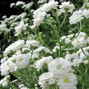 Gypsophila Paniculata Plants for Sale  Baby's Breath White – Easy To Grow  Bulbs