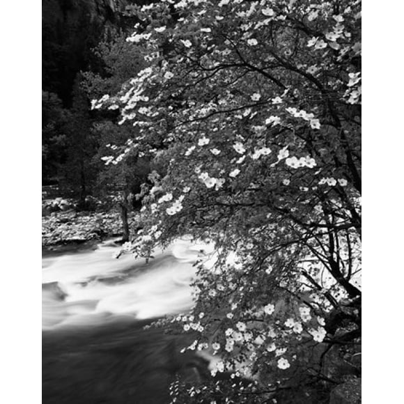 Pacific Dogwood tree, Merced River, Yosemite National Park, California Poster Print by Adam Jones (16 x 20)