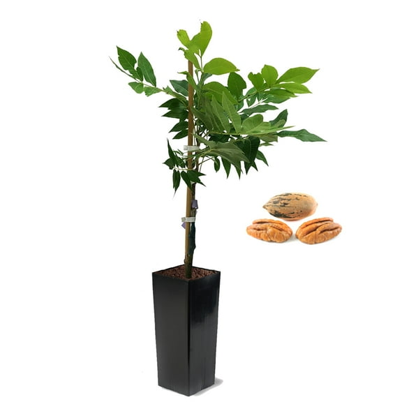 Expert Gardener 2-3 ft. tall Pawnee Pecan Live Tree in 5-Gallon Grower Pot