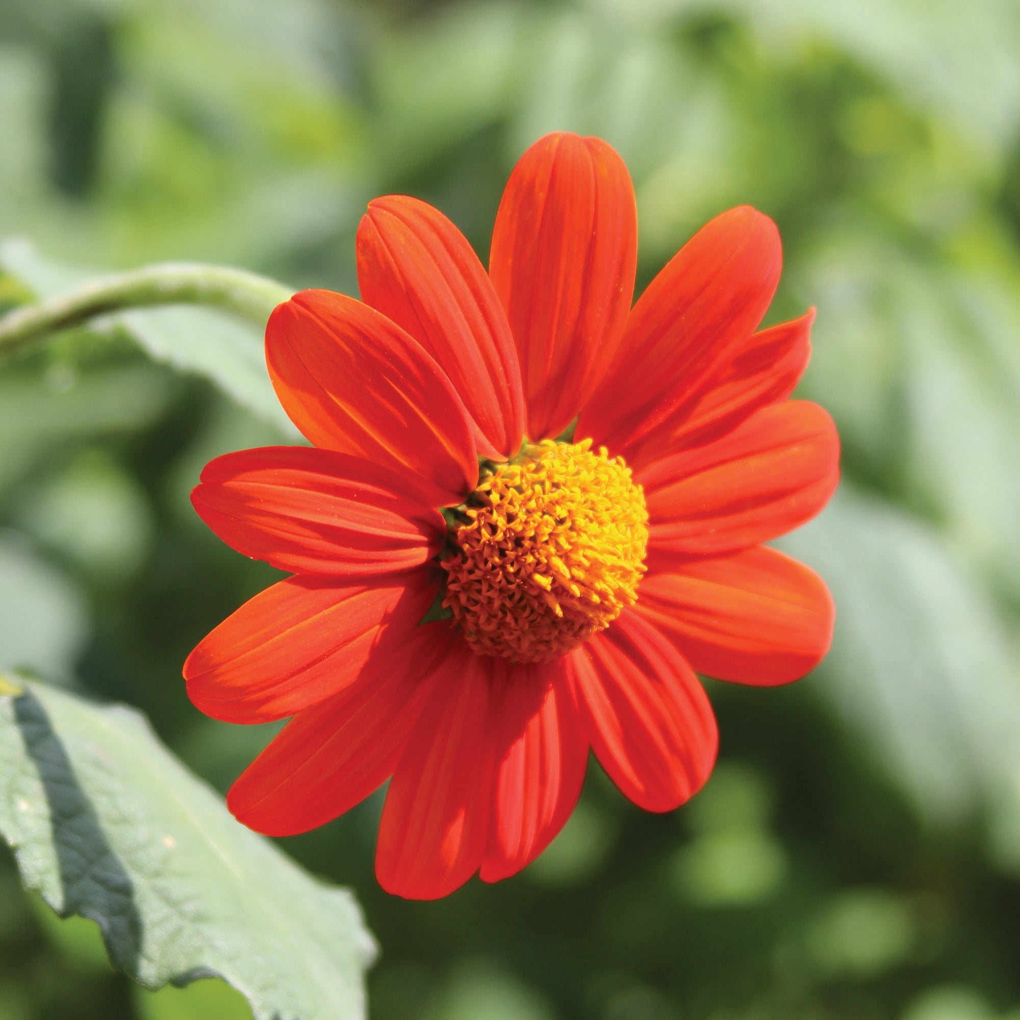 Burpee Sundance 1 Tithonia Flower Seeds, Attract Hummingbirds and Butterflies