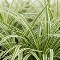 thumbnail image 2 of Expert Gardener Outdoor Live Plant Liriope Lily Turf Variegata Green Grass 2QT, Partial Shade, 2 of 7