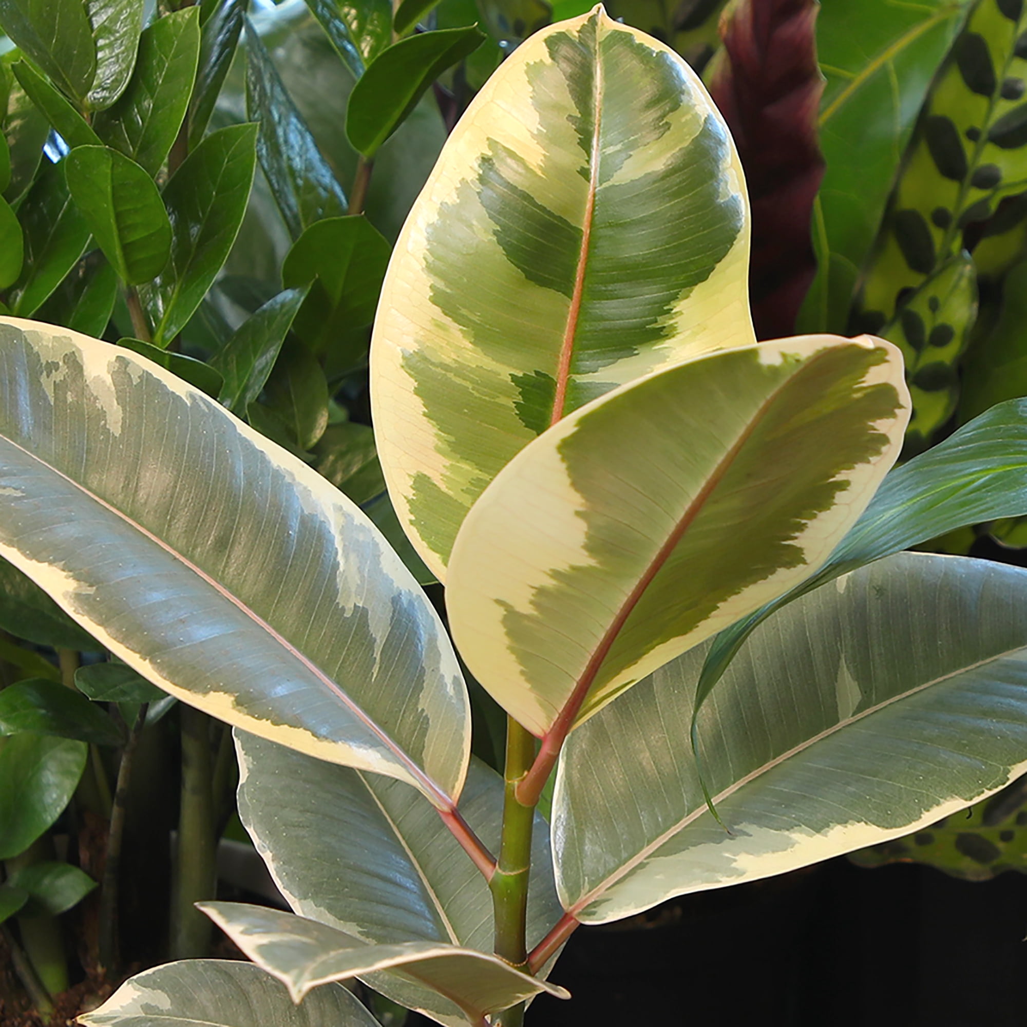 Element Ficus Tineke Variegated Tree in 6" White Decor Pot (Approx 15" Tall) Live Plant