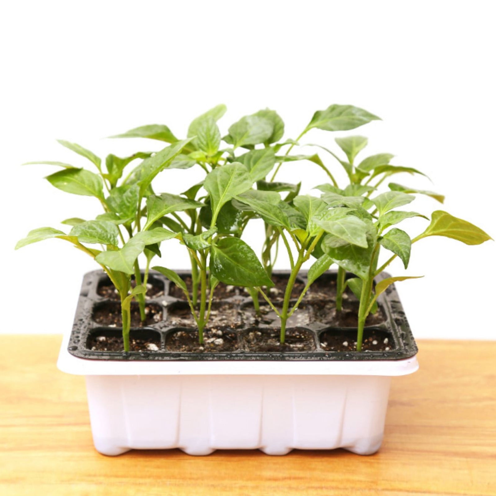 MUAXDA 5 Packs Seed Starter Tray, Seed Starter Kit, Plant Starter Kit, Mini Greenhouse Germination Kit for Seeds Growing Starting (6 Cells Per Tray)