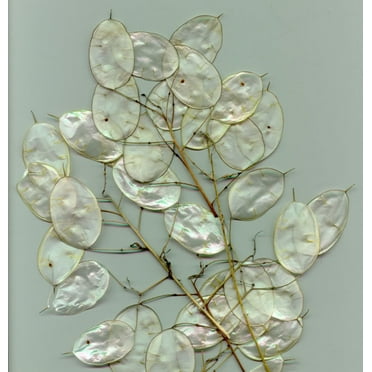 Seedville 100 Lunaria Biennis Flower Seeds, Silver seed pods & purple flowers