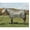 Gray, variant on Weaver Leather Mesh Fly Sheet with UV Protection - Breathable Horse Fly Sheet - Multiple Sizes Hurricane Blue / 82