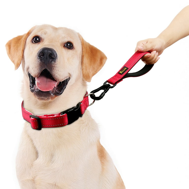 Dog on shop a short leash
