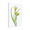 thumbnail image 3 of Canvas Wall Art - Mandy Disher 'Tulipa' Wall Art for Living Room, Bedroom, or Office Décor by Trademark Fine Art - 12 x 19 Inches, 3 of 4