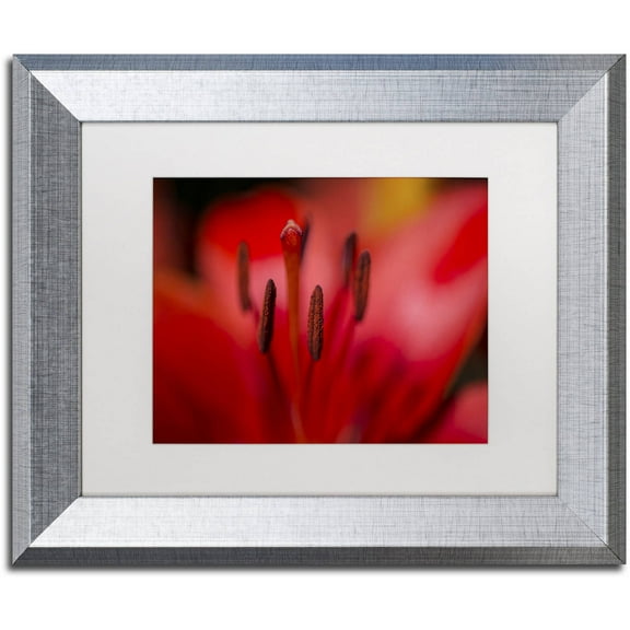 Trademark Fine Art "Red Lily Pistils" Canvas Art by Kurt Shaffer, White Matte, Silver Frame