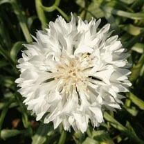 TomorrowSeeds - White Tall Bachelor Button Seeds - 1000  Count - For 2026 Planting Non-GMO Heirloom