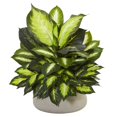 thumbnail image 1 of Giant Dieffenbachia Artificial Plant in Stone Planter, 1 of 1