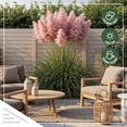 thumbnail image 6 of Live Pink Pampas Grass (Cortaderia selloana) - Showy Perennial Accent Plant - 12" Tall by 6" Wide in 1.5 Qt Pot, 6 of 6