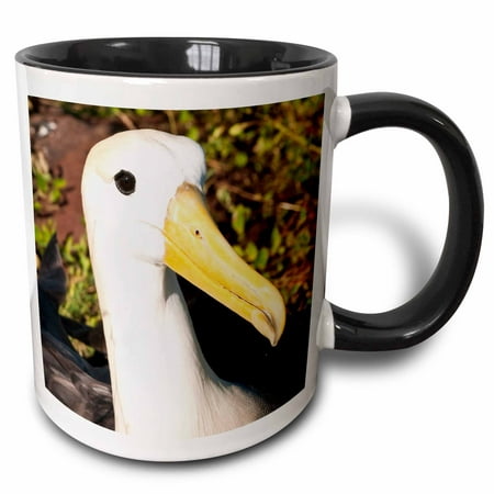

3dRose Ecuador Galapagos Islands Waved albatross - SA07 MDE0156 - Michael DeFreitas - Two Tone Black Mug 11-ounce