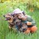 thumbnail image 4 of Correa adicional para collar de perro: compatible con todos los collares de choque para adiestramiento de perros, 4 of 5