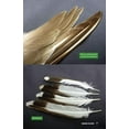 thumbnail image 6 of Raptor Prey Remains : A Guide to Identifying What’s Been Eaten by a Bird of Prey (Paperback), 6 of 11
