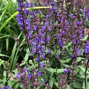 Caramia Salvia Perennial - Long Bloomer - Quart Pot