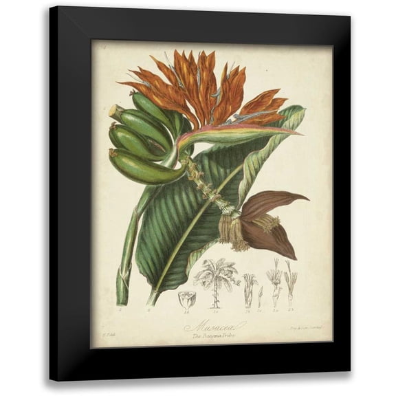 Twining, Elizabeth 12x14 Black Modern Framed Museum Art Print Titled - Twining Botanicals III
