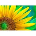 thumbnail image 2 of wall26 Closeup Sunflower on Green Leaf Background - Removable Wall Mural | Self-Adhesive Large Wallpaper - 100x144 inches, 2 of 6