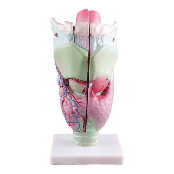 Human Larynx Anatomy Model Enlarged Nasopharynx Laryngopharyngeal Model Tool