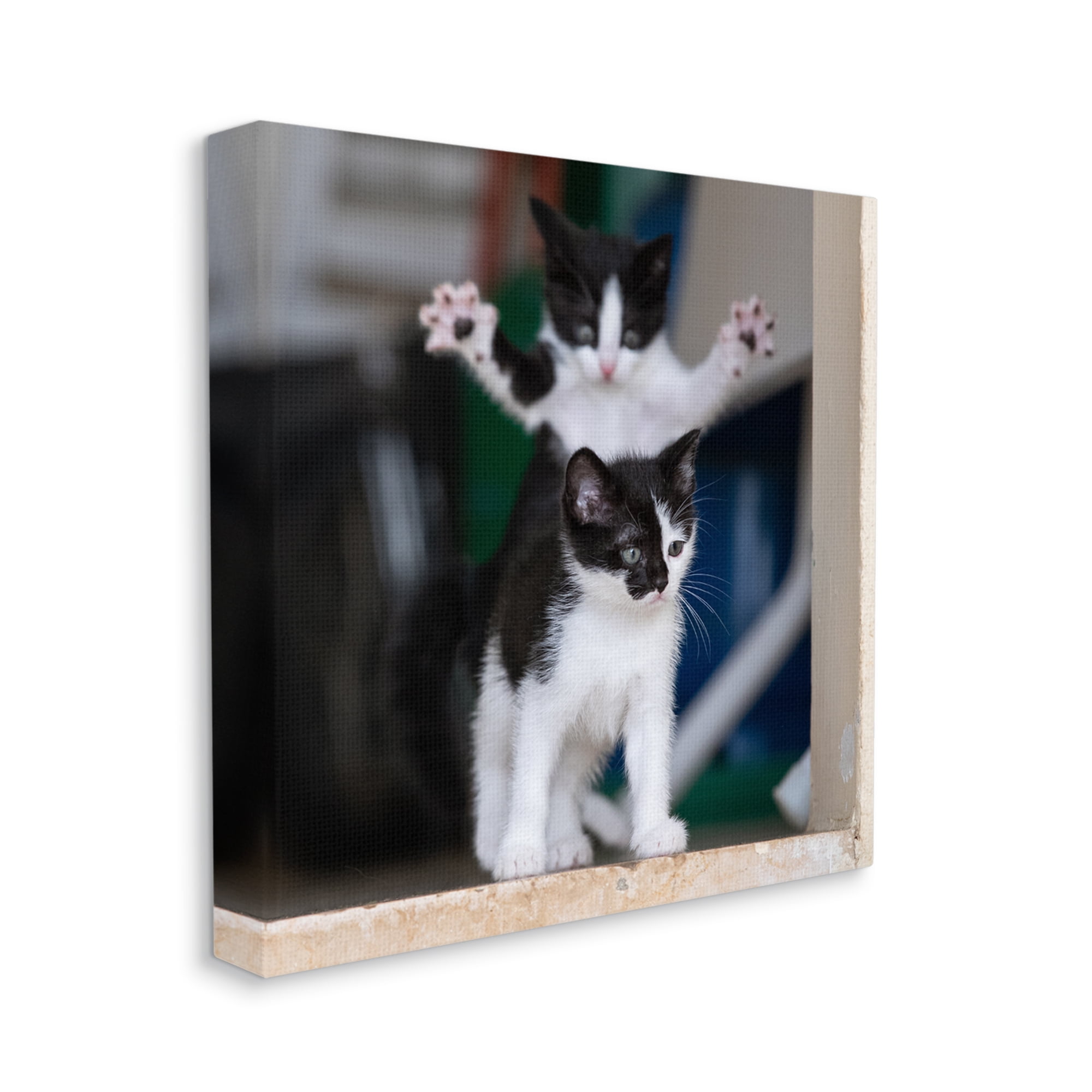 Stupell Industries Funny Cat Pose Photography Animals & Insects Photography Gallery Wrapped Canvas Art Print Wall Art, 36 x 36