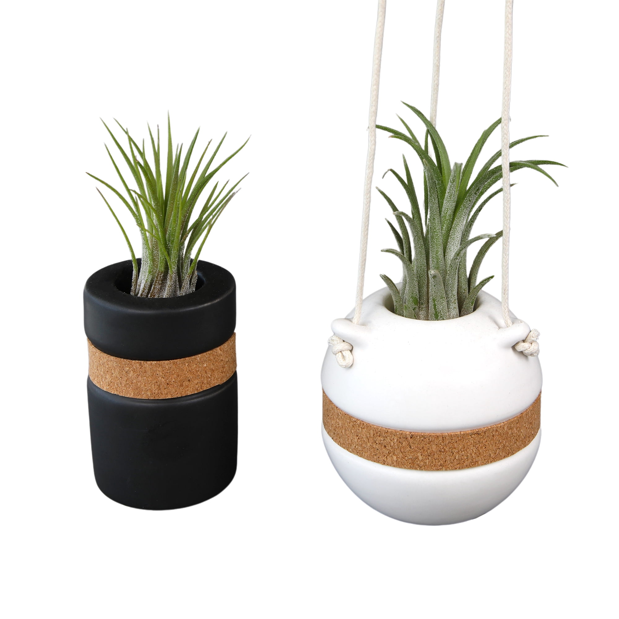 Altman Plants Air Plant Gift (2-pack) Black & White Pots, Easy Pet-Safe House Plant Décor