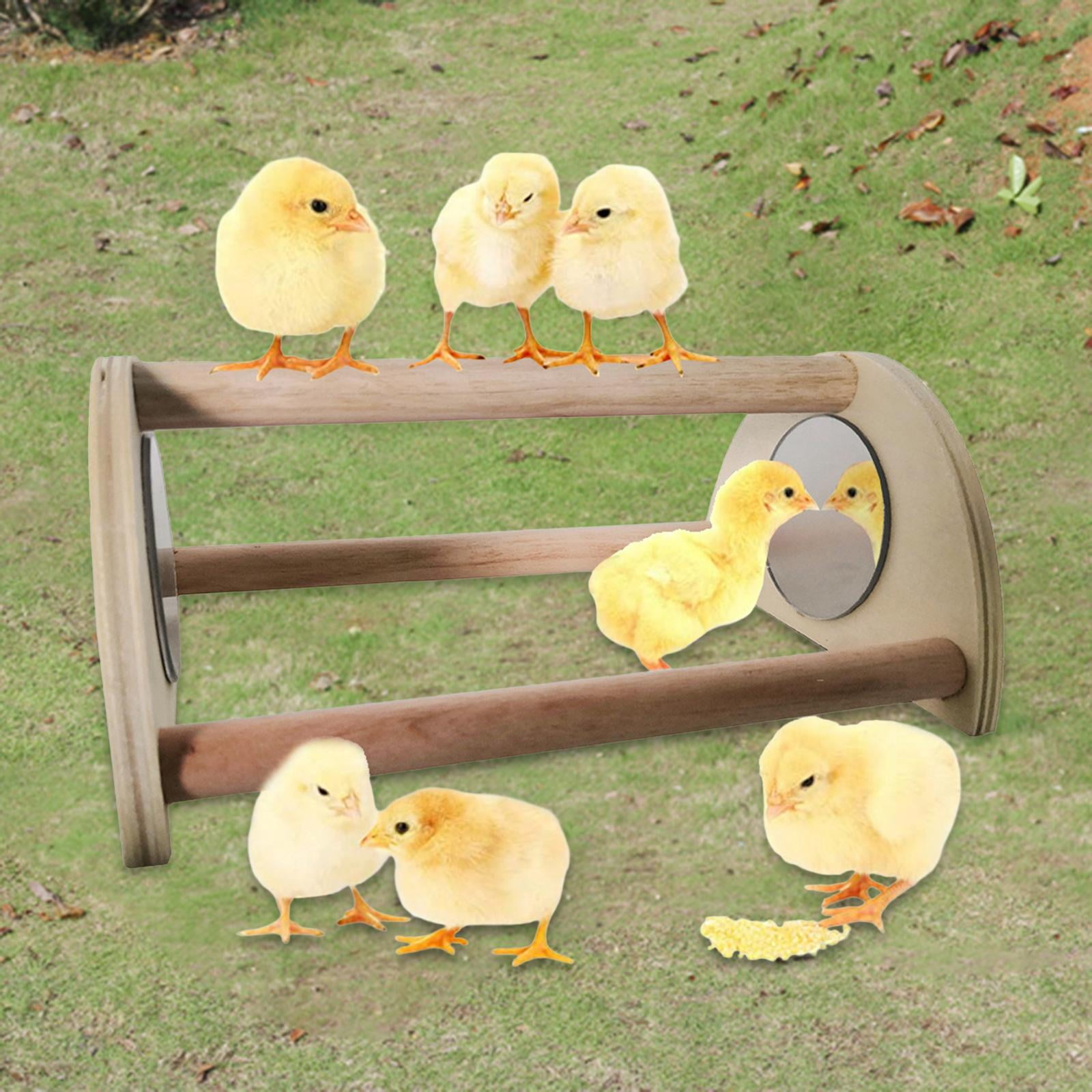 Chick Perch with Mirror Chicken DIY Installation Wood Stand Parrot Play
