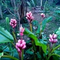 100 Pink Dwarf Banana Tree Fruit Plant Seeds Musa velu. Rare Fast Hardy