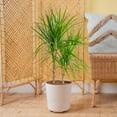 thumbnail image 3 of Costa Farms 36" Tall Marginata, Bright Indirect Sunlight, Indoor Live House Plants, Décor Pot, 3 of 10
