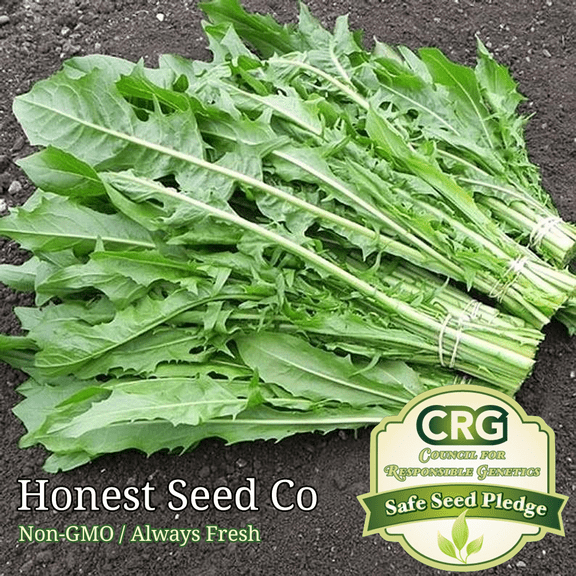 600  Endive Seeds | Non-GMO | Heirloom | Fresh Garden Seeds from USA