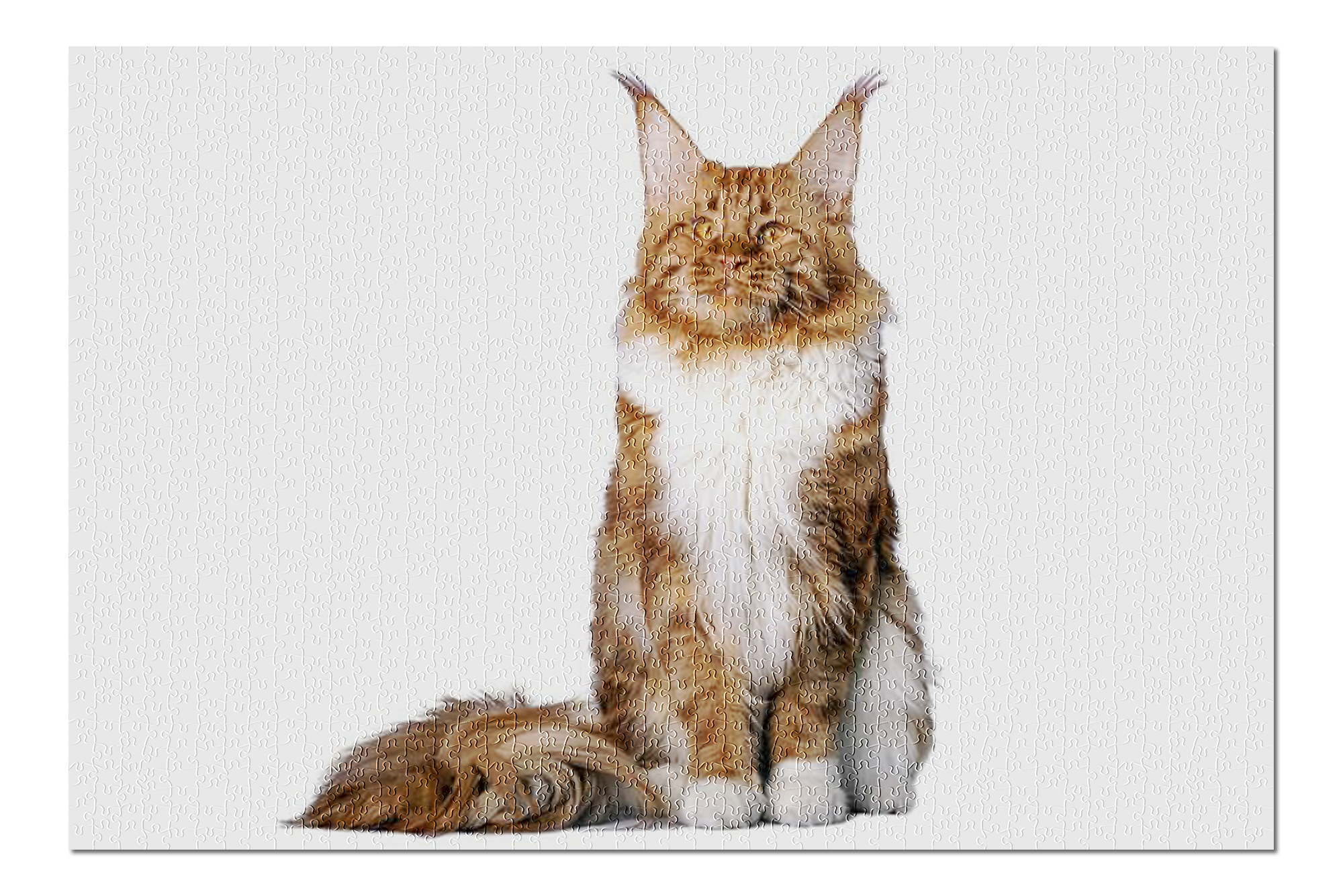 maine coon cat puzzle