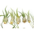 thumbnail image 3 of Pack of Wild Ones Air Plants - Tillandsia Caput Medusae, Butzii & Bulbosa Guatemala - (Pack of 50), 3 of 12