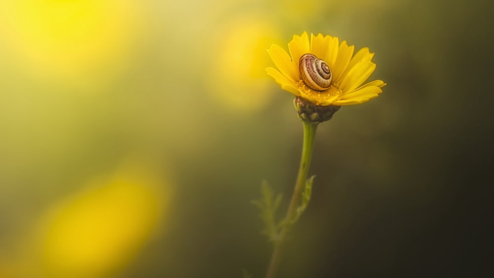 A Snail In Its Shel