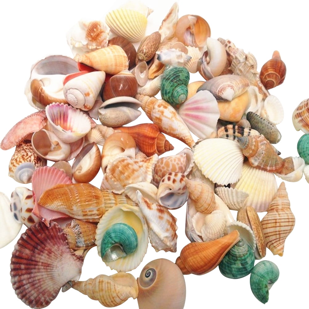 Assorted Mixed Seashells Set of 50 Starfish Urchins Scallops Quality Shells 
