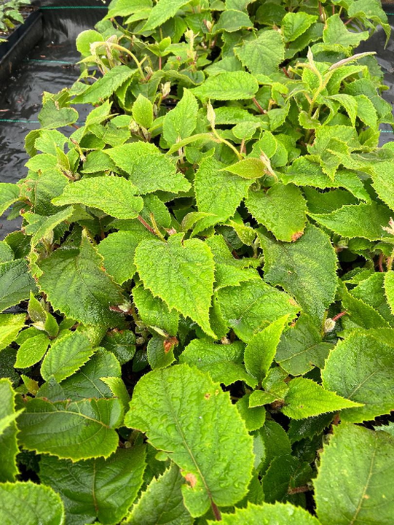 3 Kiwi Plants-Jenny, self-pollinating kiwi--all in 4 Inch Cups/ Actinidia deliciosa hybrid 3 pots of plants, one plant per pot