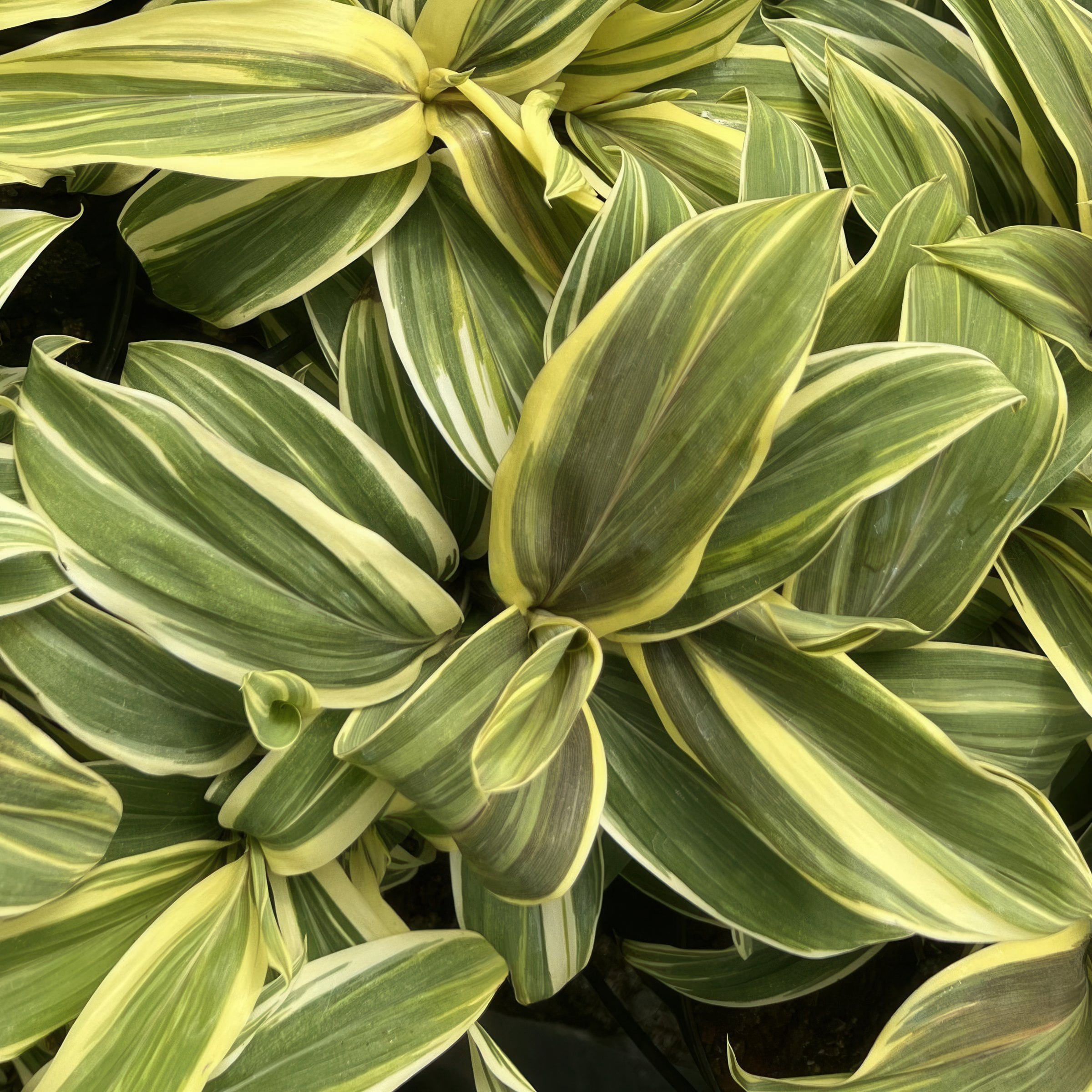 National Plant Network 1 gal. Cordyline Chocolate Queen