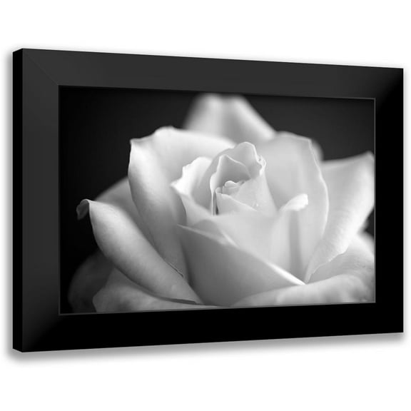 Bill Carson Photography 14x11 Black Modern Framed Museum Art Print Titled - Blooming White Rose