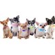 thumbnail image 1 of Collar Perros Y Gatos Ajustable Raza Pequeña Kit 6 Piezas, 1 of 8
