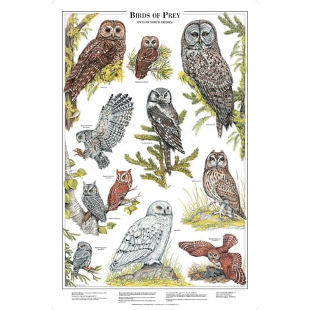 Owls of North America Poster/Identification Chart Vol 2