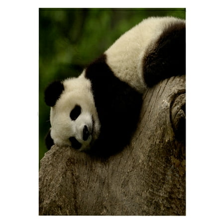 3dRose, Giant panda bears, Wolong China Conservation, CHINA-AS07 POX0364 - Pete Oxford, 22x30 Bath Hand Pool Towel