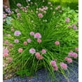 thumbnail image 3 of TomorrowSeeds - Onion Chives Seeds - 1000+ Count - For 2026 Planting USA Garden Vegetable Perennial, 3 of 11