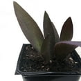 thumbnail image 2 of Purple Heart Plant, (Tradescantia pallida) 2.5 inch pot, 2 of 3