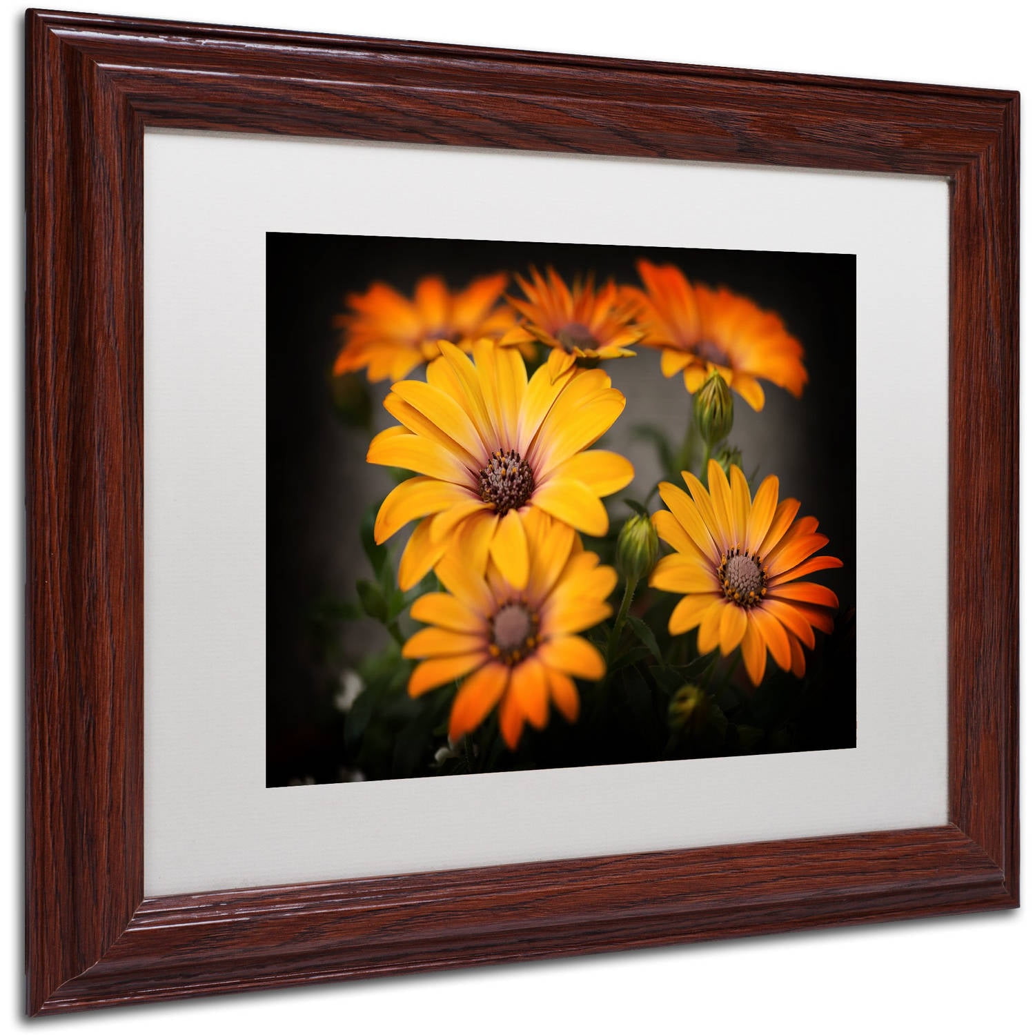 Trademark Fine Art "Stand Up" Canvas Art by Philippe Sainte-Laudy, White Matte, Wood Frame