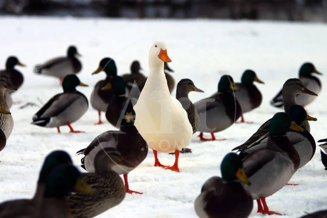 Do You STAND OUT from the Crowd? A Picture of a White Domesticated Duck